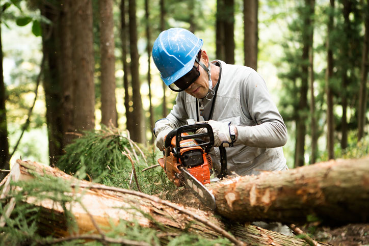 emergency tree service baytown tx