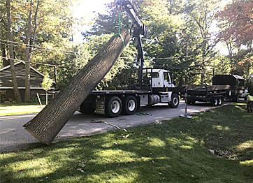 tree is being removed in baytown tx