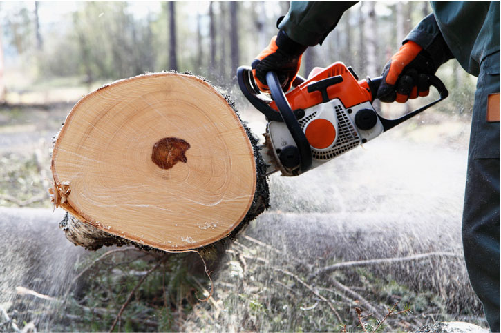 tree removal bayton tx